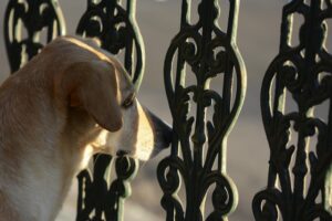 Image standingupforjames.co.uk 477 1745988613315